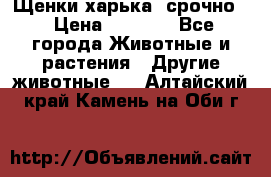 Щенки харька! срочно. › Цена ­ 5 000 - Все города Животные и растения » Другие животные   . Алтайский край,Камень-на-Оби г.